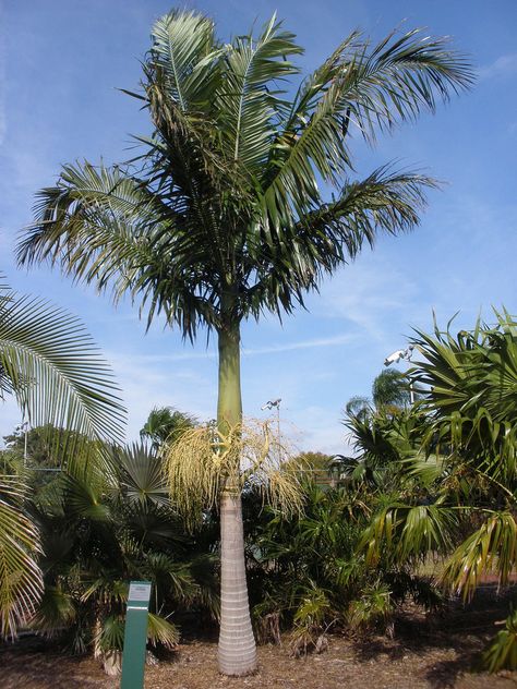 archontophoenix alexandrae | Archontophoenix alexandrae x cunninghamiana hybrid | Flickr Alexander Palm, Alexander Palms, King Palm, King Alexander, Green Crown, Tropical Landscape, Food Forest, Unique Trees, Tropical Landscaping