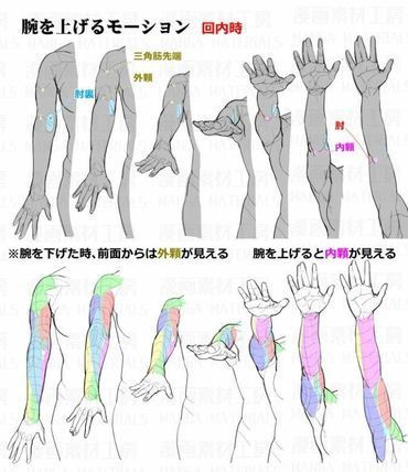 Arm Anatomy, Arm Drawing, Anatomy Tutorial, Body Drawing Tutorial, Human Anatomy Drawing, Manga Drawing Tutorials, Hand Drawing Reference, Human Anatomy Art, Anatomy Sketches