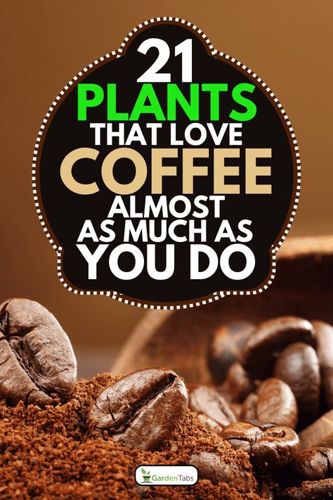 21 Plants That Love Coffee Almost as Much as You Do Coffee Loving Plants, Coffee Grounds For Plants Indoor, Is Coffee Good For Plants, Coffee For Plants Houseplant, Plants That Like Coffee Grounds, Coffee For Plants, Which Plants Like Coffee Grounds, Plants That Love Coffee Grounds, What Plants Like Coffee Grounds