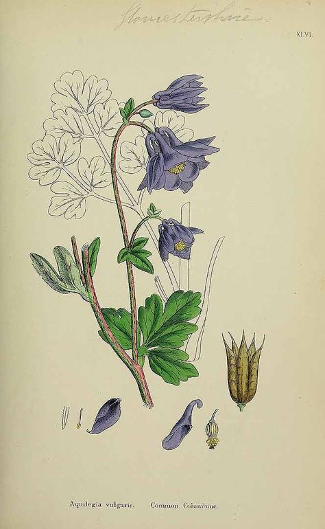 Aquilegia vulgaris L. by J. E. Sowerby - English Botany 1863 Botanical Sketching, Aquilegia Vulgaris, Inktober 2024, Flower Illustration, Antique Prints, Dreamcatcher Tattoo, Tattoo Images, Botany, Dream Catcher