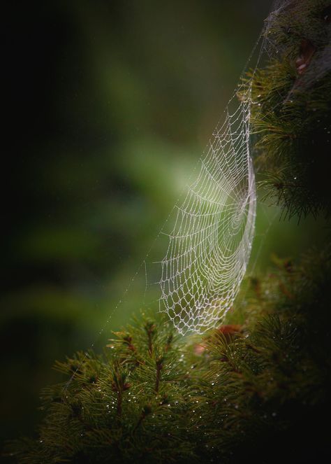 Black Magic Garden: Morning Dew by Julie Cortens on 500px Real Spider Web, Charlotte's Web, Spider Art, Green Power, Spider Webs, Morning Dew, Enchanted Forest, Macro Photography, Spider Web