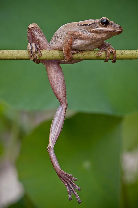 Long legs @rebelrayne Frogs Jumping, Frog Illustration, Frog Drawing, Funny Frogs, Frog Art, A Frog, Frog And Toad, Tree Frogs, Reptiles And Amphibians