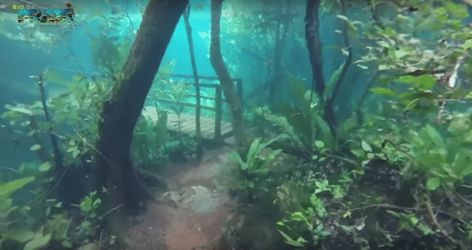 Crystal Clear Water Turns Brazilian Rainforest Into Underwater Park Surreal Underwater, Brazilian Rainforest, Underwater Park, Underwater Landscape, Water Nymphs, Life Aquatic, Underwater Photos, Ocean Conservation, Hiking Trail