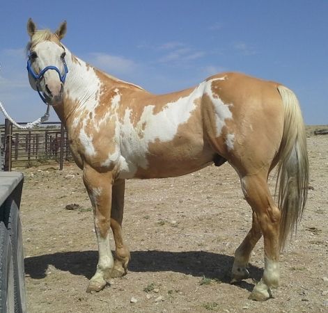 Rockymountn Starburst - American Paint Stallion --Dunalino (Palomino Dun) Frame overo Pinto Horses, Horse Markings, American Paint Horse, Paint Horses, Horse Riding Tips, Pinto Horse, Palomino Horse, Rodeo Horses, Paint Horse