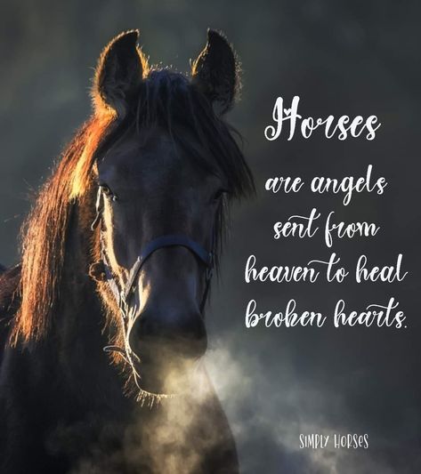 Horsemanship Quotes, Horse Healing, Equine Quotes, Cowgirl Quote, Inspirational Horse Quotes, Horse Memorial, Horse Anatomy, Horse Wallpaper, Most Beautiful Horses