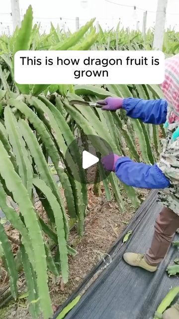 Gardening Soul on Instagram: "grow dragon fruit at home #gardening #garden #gardeningtips #gardenlife #gardeninspiration #gardenideas #gardenlove #gardendesign #gardenersofinstagram #gardenersworld #garden_styles #gardenphotography #gardenlovers #gardenerslife #gardenart #gardenbeauty #gardensofinstagram #gardenplants #gardenviews #gardenersparadise #gardenista #gardeningcommunity #gardenloversclub #gardenaddict #gardeners #gardenerslife" Grow Dragon Fruit, Home Gardening, Dragon Fruit, Garden Styles, Creative Home, Dream Garden, Outdoor Gardens, At Home, Healthy Recipes