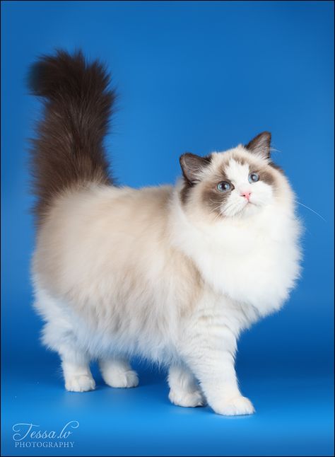 Lilac Point Ragdoll, Bicolor Ragdoll, Spain Benidorm, Art Photoshoot, Ragdoll Kittens, Rare Cats, Ragdoll Kitten, Gorgeous Cats, Cat Pose