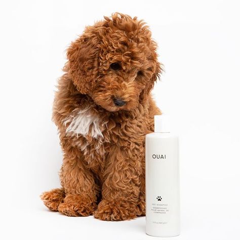 Shop this Instagram from @theouai Shampoo Photoshoot, Ouai Haircare, Medication For Dogs, Pet Shampoo, Aloe Leaf, Pretty Animals, Dog Shampoo, Dog Teeth, Dog Feeding