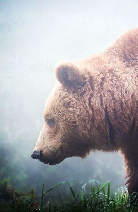 // Whats Your Spirit Animal, Bear Standing, Animal Spirit, Your Spirit Animal, Grizzly Bear, Animal Planet, Animal Photo, Nature Animals, Brown Bear