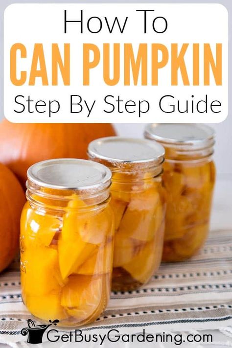 Pumpkin is delicious and with canning you can enjoy it all year long.Canning is a simple way to preserve this delicious squash to enjoy in some of your favorite recipes such as breads, soups, pies and more.You can store it for months after being canned, allowing you to keep them on hand for any time you get a craving. Follow my simple step-by-step instructions to can pumpkins at home successfully. I also answer a lot of the most common questions about the process. Freezing Peas, Canning Pumpkin, Vegetarian Pie, Can Pumpkin, Low Acid Recipes, Canning Fruit, Frozen Pumpkin, Fresh Pumpkin, Homemade Pumpkin Puree