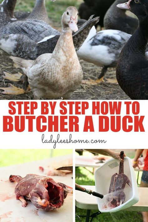 Learn how to butcher a duck in this step by step picture tutorial. From dispatching to packing, we will go over everything that you need to know in order to butcher a duck at home. Keeping Ducks, Freezing Vegetables, Easy Canning, Duck Farming, Raising Ducks, Breakfast Maker, Primitive Technology, Homesteading Diy, Duck House