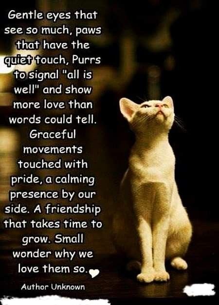 Cat Poems, Cats Images, Beautiful Jungle, Jungle Cats, Persian Cats, Game Mode, Söt Katt, Cat Quotes, A Poem