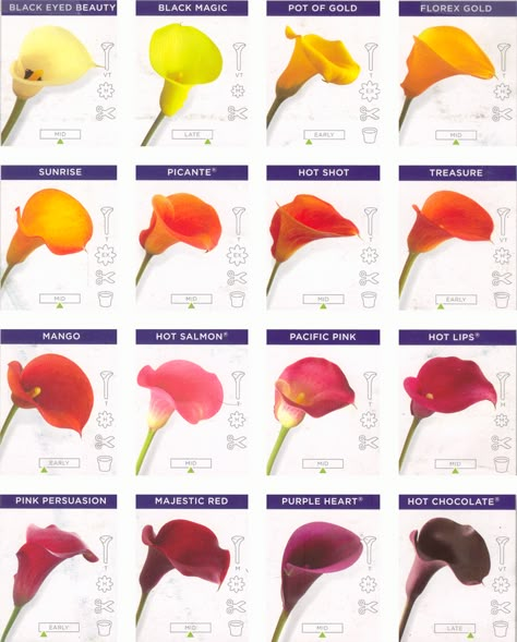 Google Image Result for http://www.calla-lily-flower.com/images/709157f75ceefe51b38319188bb7f814.gif Calla Lily Colors, Calla Lily Bulbs, Zantedeschia Aethiopica, Pink Calla Lilies, Flower Chart, Different Types Of Flowers, Lily Wedding, Flower Guide, Calla Lilies