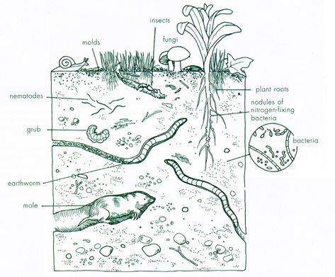 Soil Drawing at PaintingValley.com | Explore collection of Soil Drawing Infographic Design Process, Healing Center, Bio Art, Human Activity, Rain Forest, Living Things, Scientific Illustration, Greater London, Iowa State