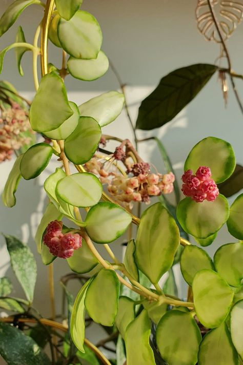 HOYA MACROPHYLLA ALBOMARGINATA FLOWERS AND HOYA HEUSCHKELIANA VARIEGATED FLOWERS Hoya Carnosa Variegata, Hoya Varieties, Hoya Heuschkeliana, Hoya Macrophylla, Hoya Plant, Dream Plants, Hoya Carnosa, Green House, Planting Succulents