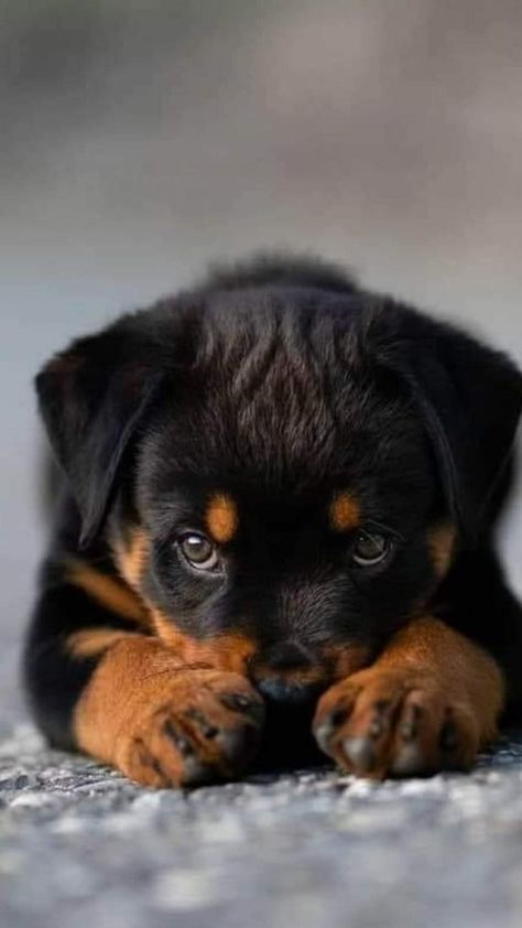 Cute Dog Wallpaper, Cute Dogs Images, Very Cute Puppies, Cute Dog Photos, Cute Animals Puppies, Very Cute Dogs, Cute Dog Pictures, Rottweiler Puppies, Rottweiler Dog