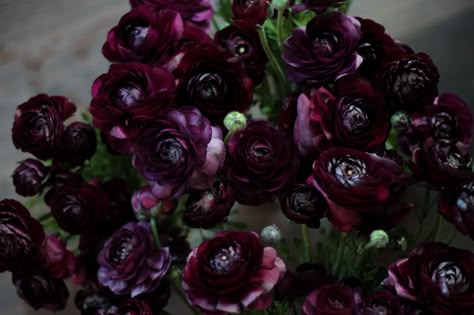 Dark Purple Ranunculus Dark Purple Ranunculus, Purple Ranunculus Bouquet, Dark Purple Flower Arrangements, Dark Purple Bouquet, Plum Ranunculus, Ranunculus Purple, Spooky Bouquet, Purple Ranunculus, Fake Bouquet