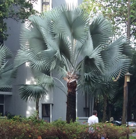 Bismarck Palm Tree, Bismarkia Palm, Bismarckia Nobilis, Bismarck Palm, Tropical Garden Plants, Palm Trees Landscaping, Palm Garden, Tropical Garden Design, Specimen Trees