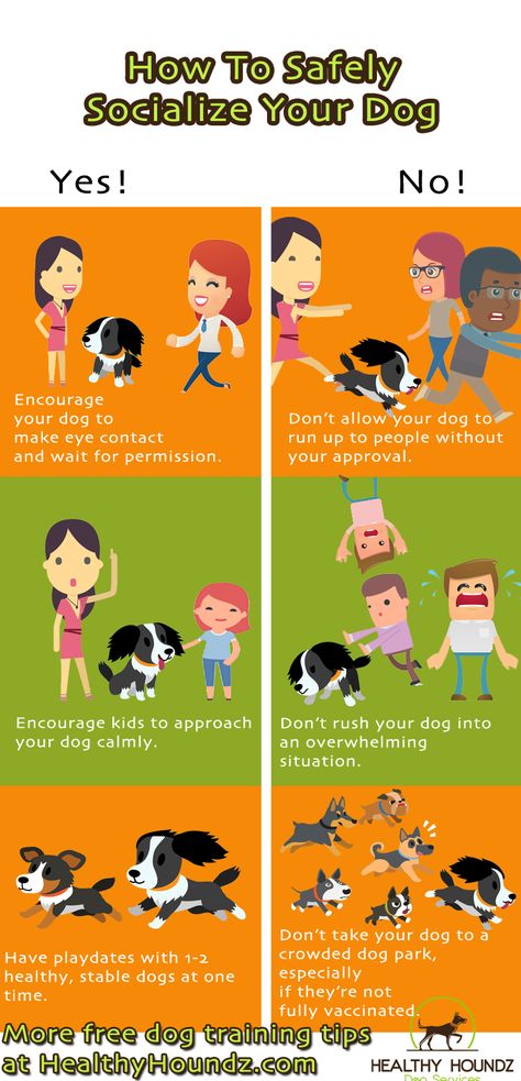 Dog Socialization Checklist, How To Socialize Your Dog, Puppy Enrichment, Lacrosse Training, Puppy Training Guide, Puppy Essentials, Hypoallergenic Dog Food, Socializing Dogs, Dog Training School