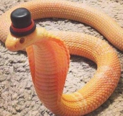 Snake With Hat, Snakes With Arms, Snakes In Hats, Snakes With Hats, Silly Snake, Animal Pfps, Snake Pictures, Snake Photography, Snakes Funny