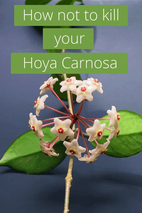 Hoya Carnosa (Wax Plant) Best Care Tips Hoya Carnosa Care, Hoya Plant Care, Hoya Care, Hoya Flowers, Indoor Cactus Plants, Hindu Rope Plant, Potted Plants Patio, Christmas Roses, Rope Plant