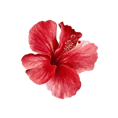 Hibiscus, Red, Pink, White