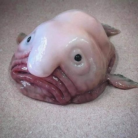 Blob Fish, Fish Funny, Fish, For Sale, Funny