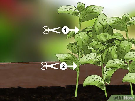 3 Ways to Harvest Basil - wikiHow Harvest Basil, Storing Basil, Preserving Basil, Harvesting Basil, Pruning Plants, Basil Herb, Preserving Herbs, Spice Garden, Harvesting Herbs