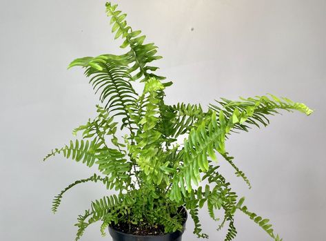 Emerald Queen Fern: A Beautiful Addition To Your Indoor Garden - Garden Lively Kimberly Queen Fern, Sun Queen, Insecticidal Soap, Organic Garden, Peat Moss, Neem Oil, Organic Matter, Potting Soil, Indoor Garden