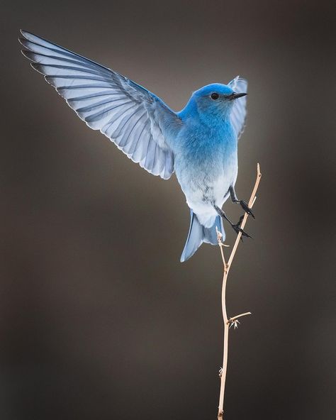 Mountain Bluebird showing of that beautiful blue wing! It’s a sure sign that spring is here when the bluebirds start showing up. I… Mountain Blue Bird, Blue Bird Painting, Bird Of Paradise Wedding, Bird Painting Diy, Congratulations Photos, Mountain Bluebird, Old Paper Background, Bird Sketch, Photographers Gallery