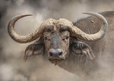 Susan Schmitz - Official Website Buffalo Photography, Buffalo Pictures, Bald Eagle Art, Buffalo Painting, Party Image, Cape Buffalo, Buffalo Animal, Buffalo Art, African Buffalo