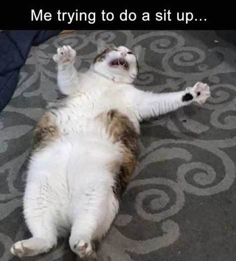 27 Hilarious and Funny Animal Memes That Will Thrill Your Soul   #funnyanimals #funnymemes #funnycats #funnydogs #animalpics Animals Crossing, Cute Animal Memes, Funny Animal Quotes, Funny Animal Jokes, Funny Cat Memes, Funny Cat Pictures, Funny Animal Memes, Animal Jokes, Adorable Pets