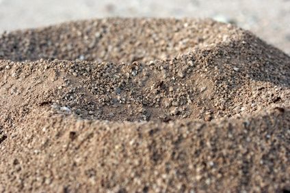 Home Remedies For Ants, Kill Grass, Ants In House, Ant Infestation, Ant Hill, Pergola Pictures, Rid Of Ants, Kill Ants, Boric Acid