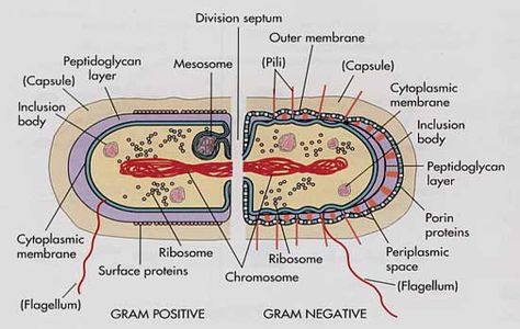 Give me a gram positive bacteria any day. Microbiology Study, Gram Negative Bacteria, Medical Laboratory Science, Ap Biology, Cell Biology, Cell Wall, Laboratory Science, Medical Laboratory, Molecular Biology