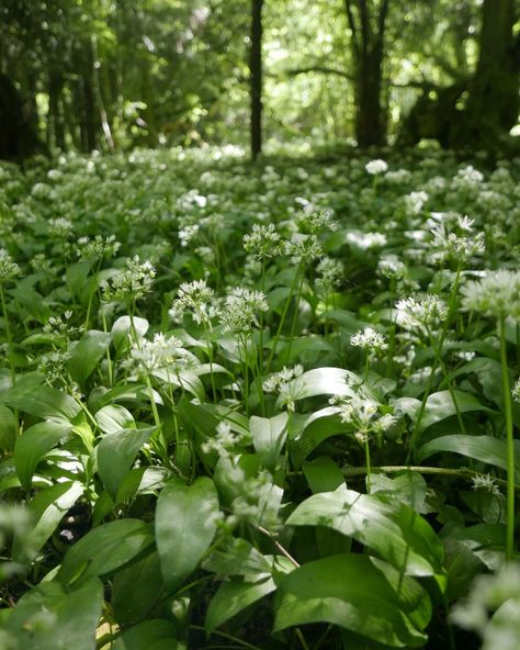 Wild garlic (or Allium ursinum) is a beautiful and edible wild plant that belongs to the Allium family. Did you know there are actually over 920 species of Allium plants which also include onion, leeks and chives? Wild garlic produces beautiful star burst white flowers that provide an important early source of food for pollinators like bees and beetles. The bulbs are also a source of food for wild boars. The entire plant is also edible for humans... Wild Garlic Recipe, Wild Garlic Plant, Allium Ursinum, Wild Leeks, Wild Boars, Garlic Flower, Chives Plant, Onion Leeks, Wild Onions