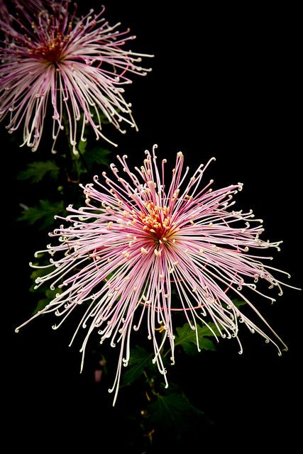 Spider Chrysanthemum, Spider Mums, Foto Transfer, Blossom Garden, Peonies Garden, Chrysanthemum Flower, Unusual Flowers, Cactus Flower, Back To Nature