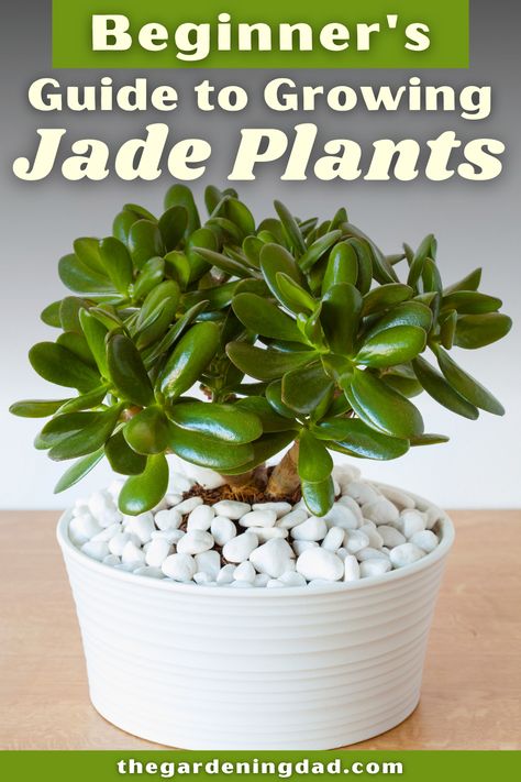 Learn How to Easily Grow Jade Plants indoors and in your garden with these beginner tips, tricks, and ideas! There is something for everyone in this beginner's guide to growing Jade Plants! #jadeplants #succulents #gardening Jade Plant Care, Feng Shui Plants, Succulent Garden Design, Easy Plants To Grow, Jade Plant, Plant Care Houseplant, Chinese Money Plant, Growing Plants Indoors, Crassula Ovata