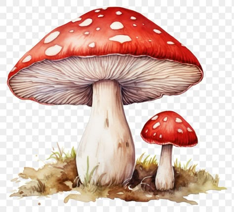 Fungi Images, Mushroom Cartoon, Mushroom Watercolor, Mushroom Png, Mushroom Clipart, Toadstool Mushroom, Cartoon Mushroom, Forest Watercolor, Woodland Plants