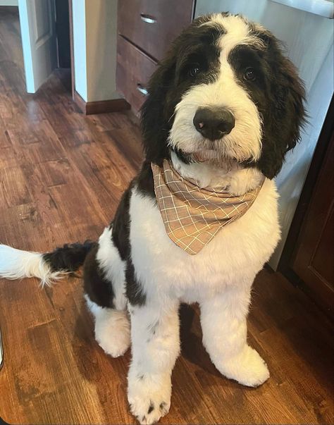 Saint Bernard Doodle, Saint Berdoodle Haircuts, St Berdoodle Haircuts, Bernadoodles Full Grown, Saint Berdoodle, Breeding Business, Dog Breeding Business, Groom Room, St Berdoodle