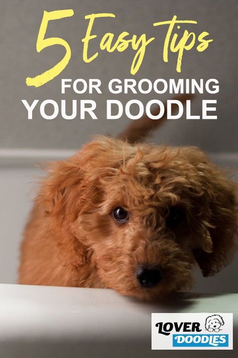 Dog Grooming Diy, Goldendoodle Grooming, Puppy Facts, Dog Grooming Tools, Dog At Home, Doodle Dogs, Puppy Grooming, Dog Grooming Tips, Bernedoodle Puppy