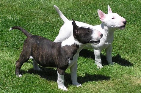 Mini Bull Terrier, Dandie Dinmont Terrier, Mini Bull Terriers, Sealyham Terrier, Miniature Bull Terrier, English Bull Terrier, Bully Breeds Dogs, Bull Terrier Puppy, Skye Terrier