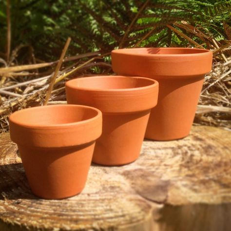 Large Terracotta Pots, Plant Pots Crafts, Growing Raspberries, Clay Plant Pots, Small Terracotta Pots, Gardening Guide, Large Plant Pots, Individual Cakes, Terracotta Plant Pots