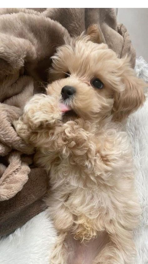 Chien Shih Tzu, Puppy Dog Pictures, Maltipoo Dog, Cutest Puppy Ever, Cute Small Dogs, Cute Dogs Images, Toy Poodle Puppies, Very Cute Puppies, Maltipoo Puppy