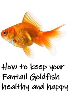 The Fantail is the next development of the Goldfish away from the Common Goldfish with a deep body and twin tail fins. The Japanese version of the Fantail lacks the deep body, but is bred for intensity of color. Ryukin Goldfish, Common Goldfish, Goldfish Types, Fantail Goldfish, The Comet, Art Fish, Koi Pond, Digestion Problems, Aquariums