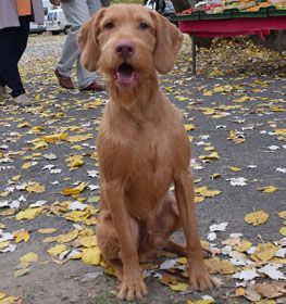 Wired Haired Vizsla, Hungarian Wirehaired Vizsla, Wire Haired Vizsla, Wirehaired Vizsla, Hunting Dogs Breeds, Detection Dogs, Search And Rescue Dogs, German Shorthaired Pointer Dog, All Breeds Of Dogs