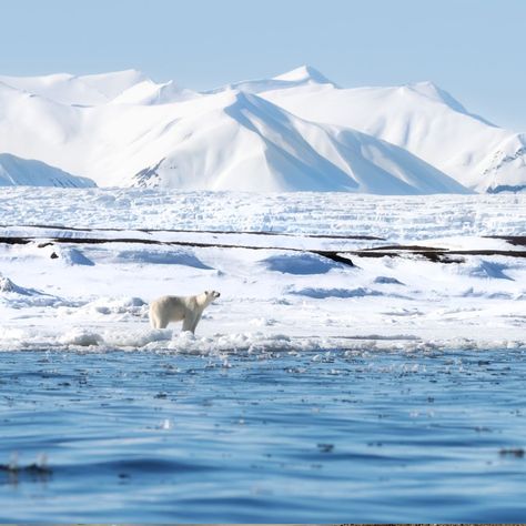 Did you know that Svalbard is one of the best places on Earth for spotting polar bears in the wild? This Arctic paradise offers some of the best opportunities to observe these magnificent creatures as they roam freely in their natural habitat. Experience the thrill of witnessing polar bears in their icy domain, set against the stunning backdrop of Svalbard's rugged landscapes. Whether you're an avid wildlife enthusiast or simply seeking a unique adventure, a visit to Svalbard is sure to be ... Polar Bears Aesthetic, Svalbard Aesthetic, Arctic Scenery, Arctic Aesthetic, Polar Bear Habitat, Arctic Travel, Arctic Wildlife, Arctic Cruise, Antarctica Cruise