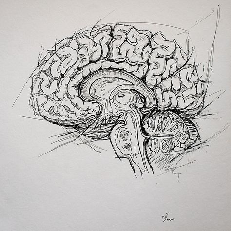 Brain by Kissart Brain Poster, Brain Drawing, Brain Anatomy, Brain Art, Anatomy Sketches, Drawing Faces, Anatomy Drawing, Graphite Pencils, Human Brain