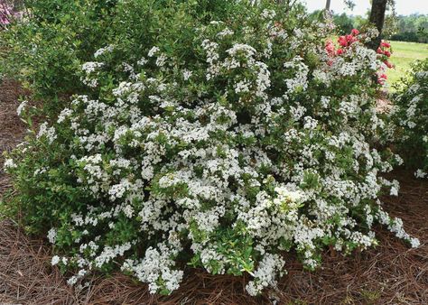 Shasta Viburnum, Viburnum Tinus Shrub, Native Plants South Louisiana, Louisiana Native Plants, Snowball Viburnum Bush, Native Plant Gardening, Foundation Planting, Spring Plants, Woodland Garden