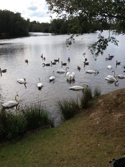 Wellington Country Park, Riseley, Reading, Berkshire, England. UK. Camping. Summer. Travel. Holiday. Day Out. Family. Retreat. Playground. Berkshire England, Reading Berkshire, Camping Summer, England Summer, Caravan Site, Holiday Day, Country Park, Camping Backpack, England Uk