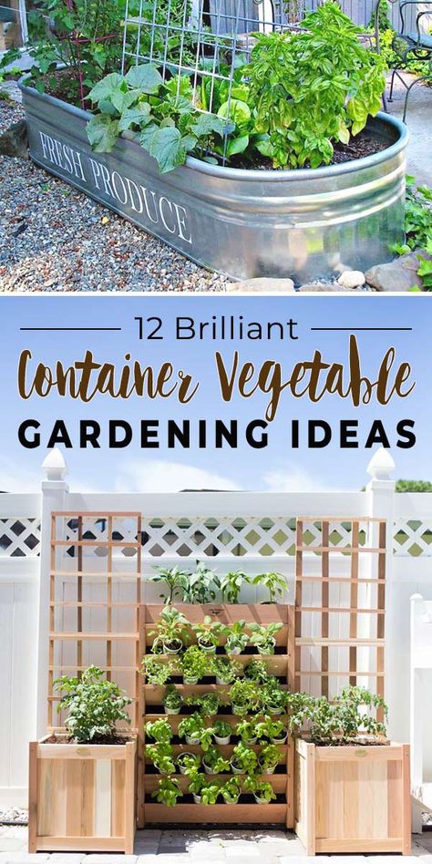 Garden In A Pot, Potted Plant Garden, Container Vegetable Gardening, Vegetable Gardening Ideas, Plantarea Legumelor, Gemüseanbau In Kübeln, Compost Container, Container Gardening Ideas, Growing Vegetables In Pots